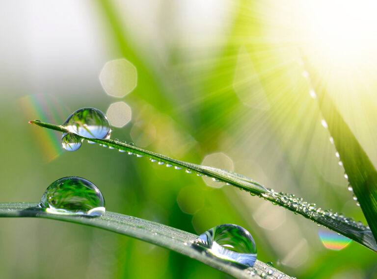 Grashalme mit Morgentau